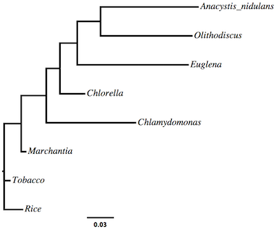 `algae.ml.tre` file viewed with FigTree