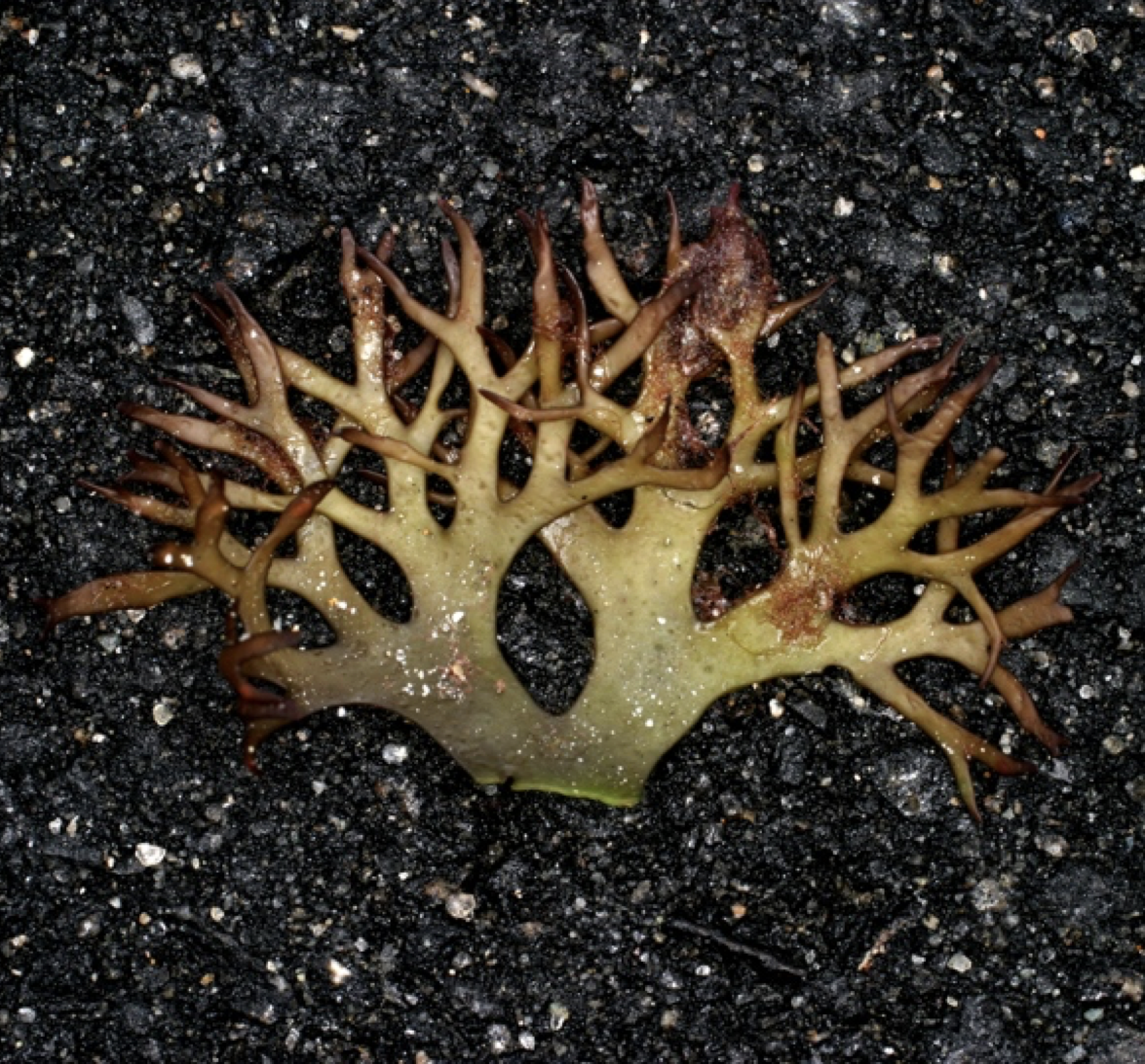 A seaweed phylogeny